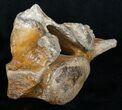 Woolly Rhinoceros Vertebra Bone - Late Pleistocene #3446-1